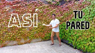 🍁 Planta TREPADORA de colores 🍇 PARRA Virgen o Parthenocissus 🍂 ENREDADERAS para PARED 🌿 [upl. by Nievelt]