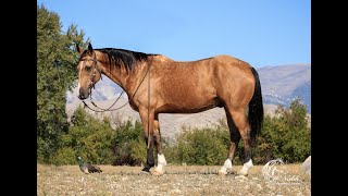 Weston  7yr Grade Buckskin Gelding  15 Hands [upl. by Asia749]