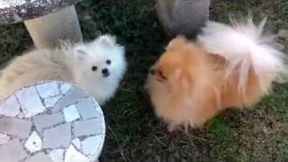 2 Volpini di Pomerania pazzi per il gioco [upl. by Eiramanitsirhc]