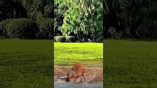 animals viralvideo subscribe wildlife [upl. by Lathrop137]