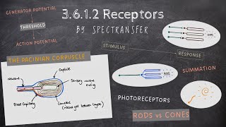 EASY REVISION AQA ALevel Biology 3612 Receptors [upl. by Hayyikaz]