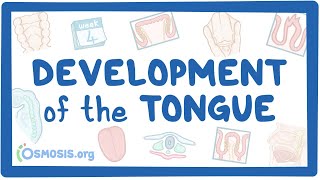 Development of the Tongue [upl. by Noitsuj]