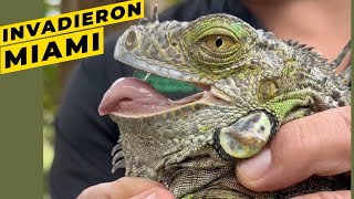 Invasión de iguanas en MIAMI controversial solución [upl. by Teferi]