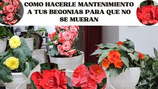 MANTENIMIENTO DE LAS BEGONIAS PARA QUE NO SE MUERAN Y TE DUREN MUCHO TIEMPO 🥰 [upl. by Kirimia63]