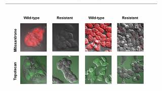 Cancer stem cells and mechanisms of multidrug resistance by flow cytometry [upl. by Nemhauser894]