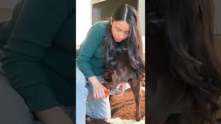 How to CLIP DOG NAILS safely at home [upl. by Dublin]