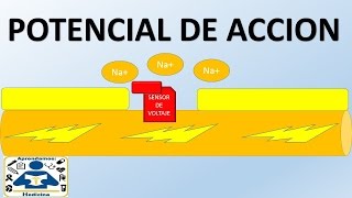 POTENCIAL DE ACCION [upl. by Jardena]