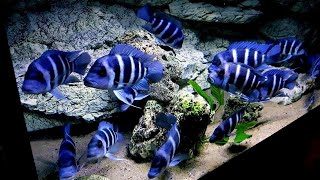 Top 5 Luxury Frontosa Cichlid Tank Setup  Blue Zaire Frontosa Aquarium [upl. by Leakcim]