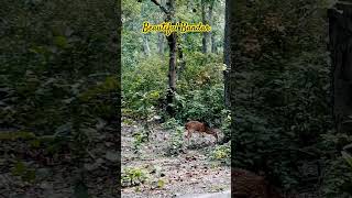 Bandar wali video ☺️ cuteanimals bandar monkey nature animals respect t [upl. by Eiro]