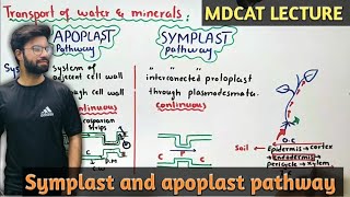 symplast and apoplast pathway  NMDCAT 2021 [upl. by Tila]