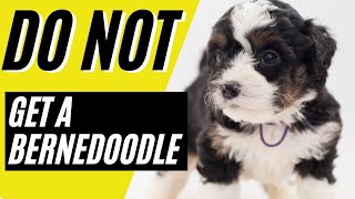 7 Reasons You SHOULD NOT Get a Bernedoodle [upl. by Purdum]