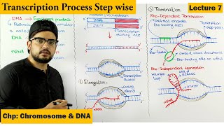 Transcription  Gene Expression  Lecture 7 [upl. by Nevar]