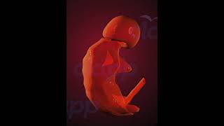 fetal Development stages 3D Animation [upl. by Zaller]