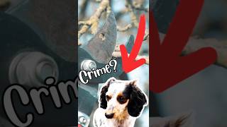 My Dogs a Criminal Almost dog youtubeshorts [upl. by Rajewski]