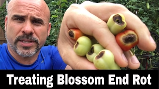 Blossom End Rot BER  What is it How to Treat it [upl. by Mordy]