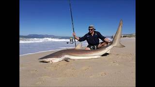 CAPE TOWN BRONZE WHALER SHARKS [upl. by Ohl]