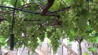 How grapes are grown [upl. by Melody740]