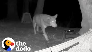 Wildlife Cam Shows Stray Dog Fighting Off Coyotes  The Dodo [upl. by Ondrea]