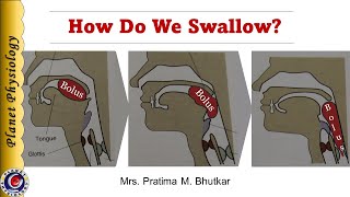 Physiology of Deglutition Swallowing [upl. by Wivinah]