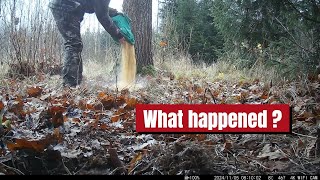 I left a PILE of CORN in the Woods What ate it all [upl. by Blakeley319]