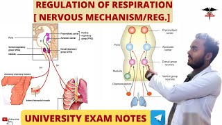 Regulation of Respiration  Nervous Mechanism\Regulation  Respiratory system physiology [upl. by Nonnair711]