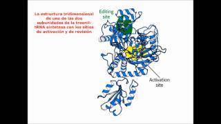 Lec551 Código genético Mutaciones umh1025 201516 [upl. by Nevetse]