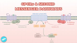 GProtein Coupled Receptors GPCRs amp Second Messenger Systems  Pharmacology [upl. by Llerod149]