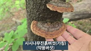 24525산삼산행에서 만난 산삼 상황진흙버섯구목질진흙버섯 사시나무진흙버섯가칭 옥잠화 및 앉은부채 [upl. by Iharas]