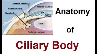 Anatomy of Ciliary Body [upl. by Kusin]