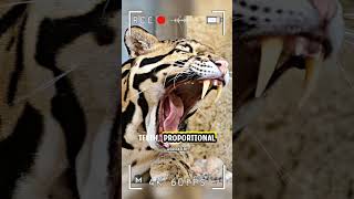 Clouded Leopard  Heartbreaking Reality of Poaching Threats [upl. by Ottavia]