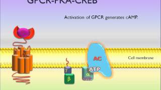 PicScience GPCR PKA CREB [upl. by Aivila]