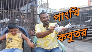 পাংখি কবুতরের উৎপত্তি কোথা থেকে আর পাংখি কবুতরের বৈশিষ্ট্য কি কি  mspigeonloft video kobutor [upl. by Bellda]