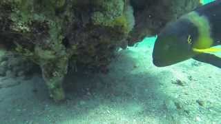 Diving near the cave site in Eilat no caves are seen in the video [upl. by Hoshi685]