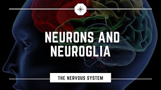 Neurons and Neuroglia [upl. by Cram127]