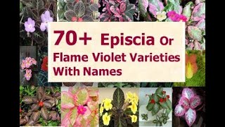 70 Varieties Episcia Plants With Names  EPISCIA  Flame Violet Plant  hanging plants [upl. by Senilec]