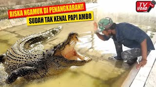 Viral Buaya Riska Mengamuk Ketika Disambangi Pak Ambo Sudah Tidak Kenal Papinya [upl. by Oetsira]