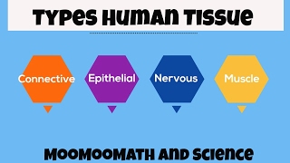 Types of Human Body Tissue [upl. by Seerdi135]