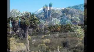 The Amazing Five Climatic Zones of Mt Kilimanjaro Tanzania [upl. by Averill623]