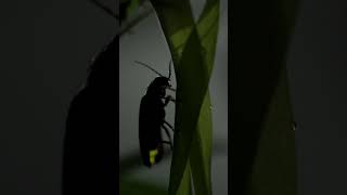 Coleoptera A Dança Mágica dos Pirilampos [upl. by Livia]