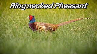 Ring necked pheasantBažant obyčajný [upl. by Yauqaj28]