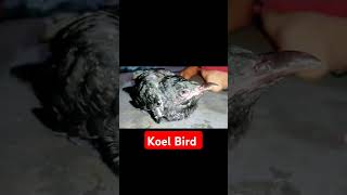 koel Bird shorts koel birds animals ytshorts [upl. by Aihsenat78]