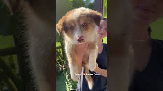 Comet the tri coloured Border Collie who is training with us to be a therapy dog therapydog [upl. by Aryt356]