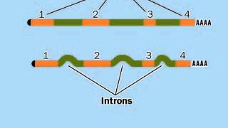 PostTranscriptional modification mRNA  RNA Processing [upl. by Steward359]