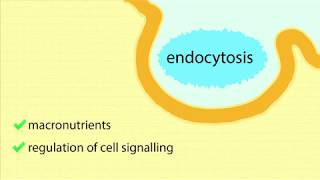 ReceptorMediated Endocytosis Overview Process of Endocytosis and Maturation of Endosomes [upl. by Hedberg489]