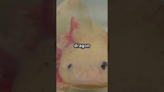 Meet the Axolotl The Real Life Dragon 🦎 [upl. by Tamarah]