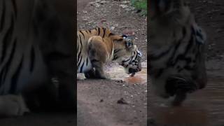 Chandani🐯 tadoba tigress safari jungle shorts yt dailyvlog travel vlog trip tour funny [upl. by Ardni]