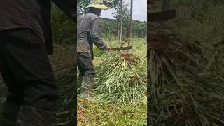 Cutting Grass in the Forest ASMR  Relaxing Nature Sounds for Deep Calm [upl. by Niletak]