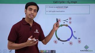 Class 11th  Cell Cycle – G0 Stage  Cell Cycle and Cell Division  Tutorials Point [upl. by Dallman]