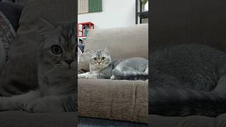 funny cat cat cats shortvideo [upl. by Affrica]