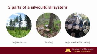 Silviculture terminology [upl. by Trebuh]